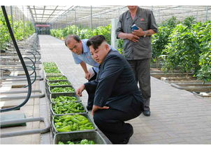 揭秘朝鮮網(wǎng)購新潮流 電子產(chǎn)品批發(fā)悄然興起